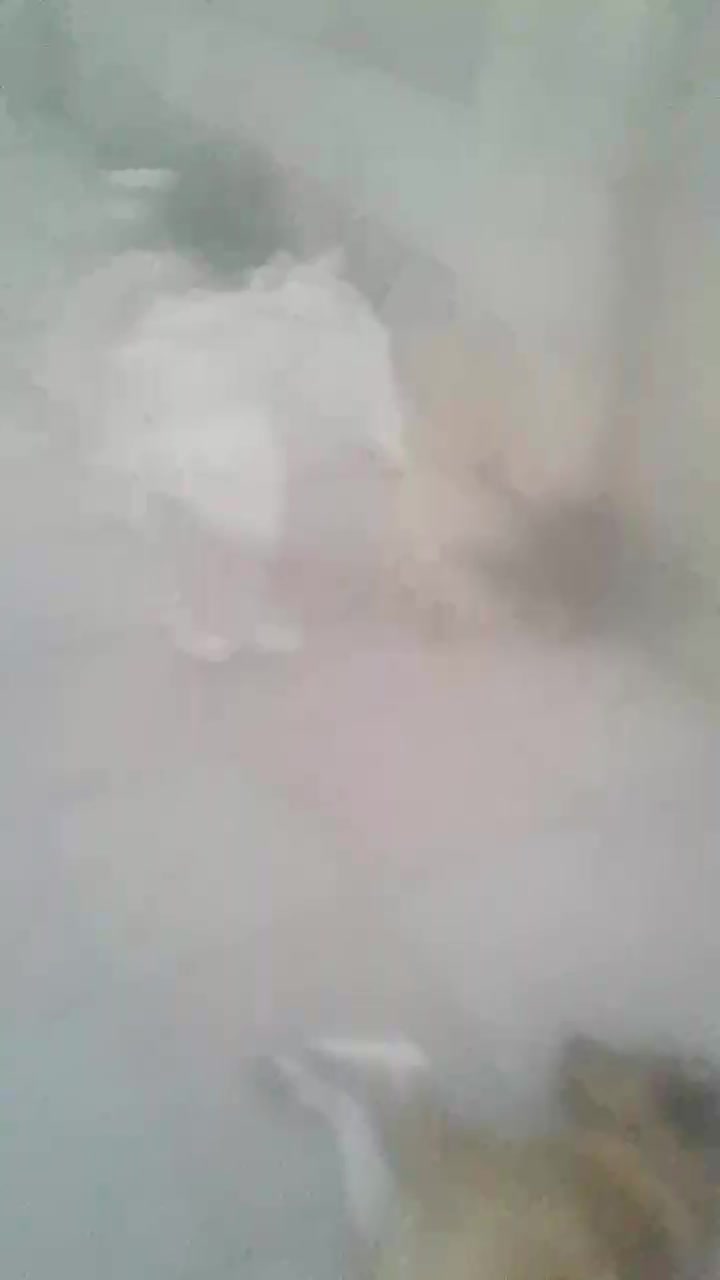 رایگانو فوری سگ بااین سن کم واندام بزرگ بی رقیبه|سگ|کرج, شهرک ابریشم|دیوار