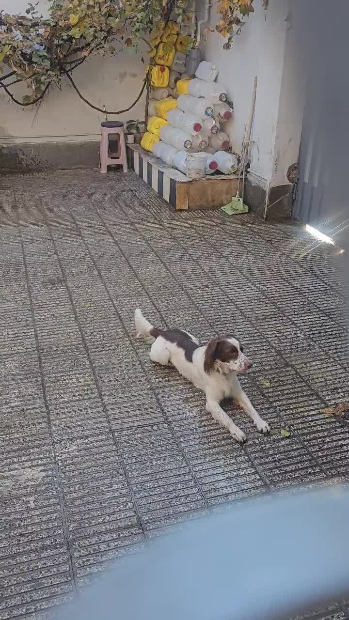 سگ گمشده|حیوانات|گرگان, |دیوار