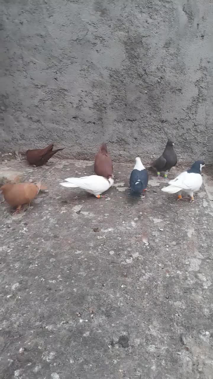 ۸رنگی|پرنده|بوئین زهرا, |دیوار