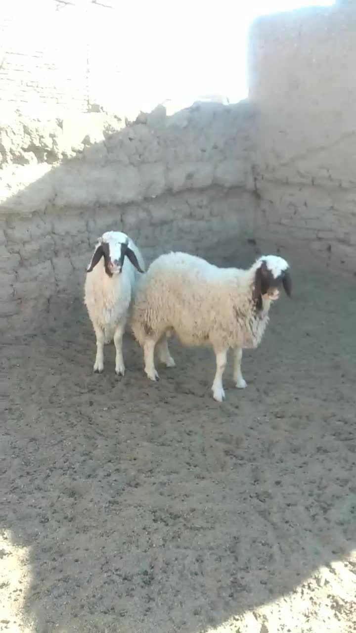 دوراس برقوچی سنجابی|حیوانات مزرعه|بجستان, |دیوار