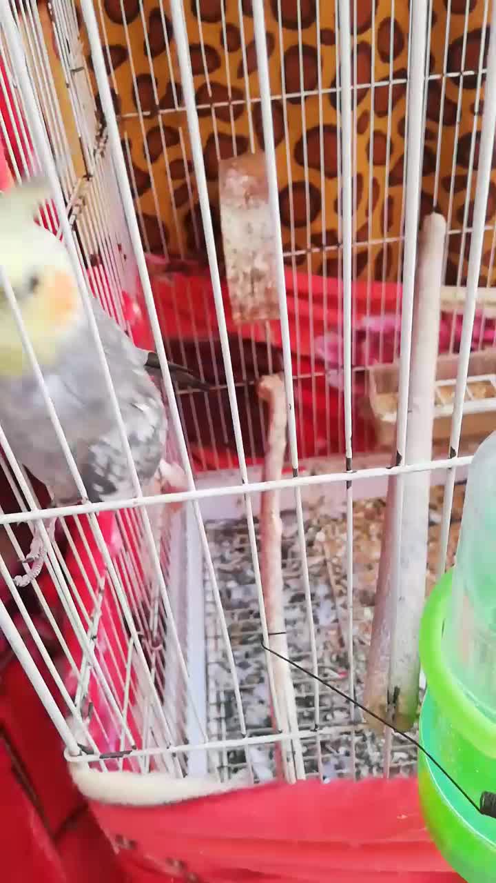 عروس هلندی سخن گو پروانه ای|پرنده|بندر گناوه, |دیوار