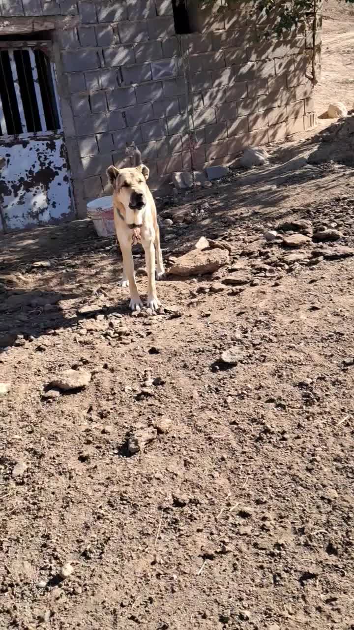 سگ خب|سگ|اسفراین, |دیوار