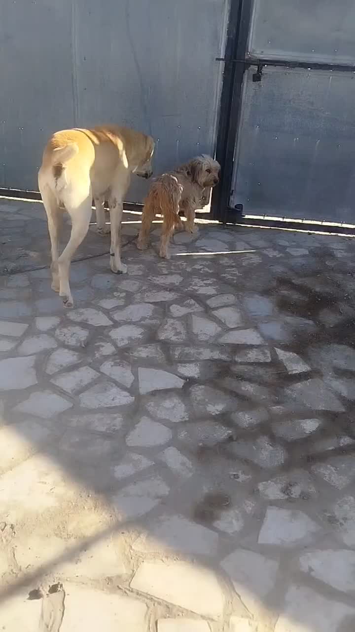 سگ مالینیوز|سگ|بیرجند, |دیوار