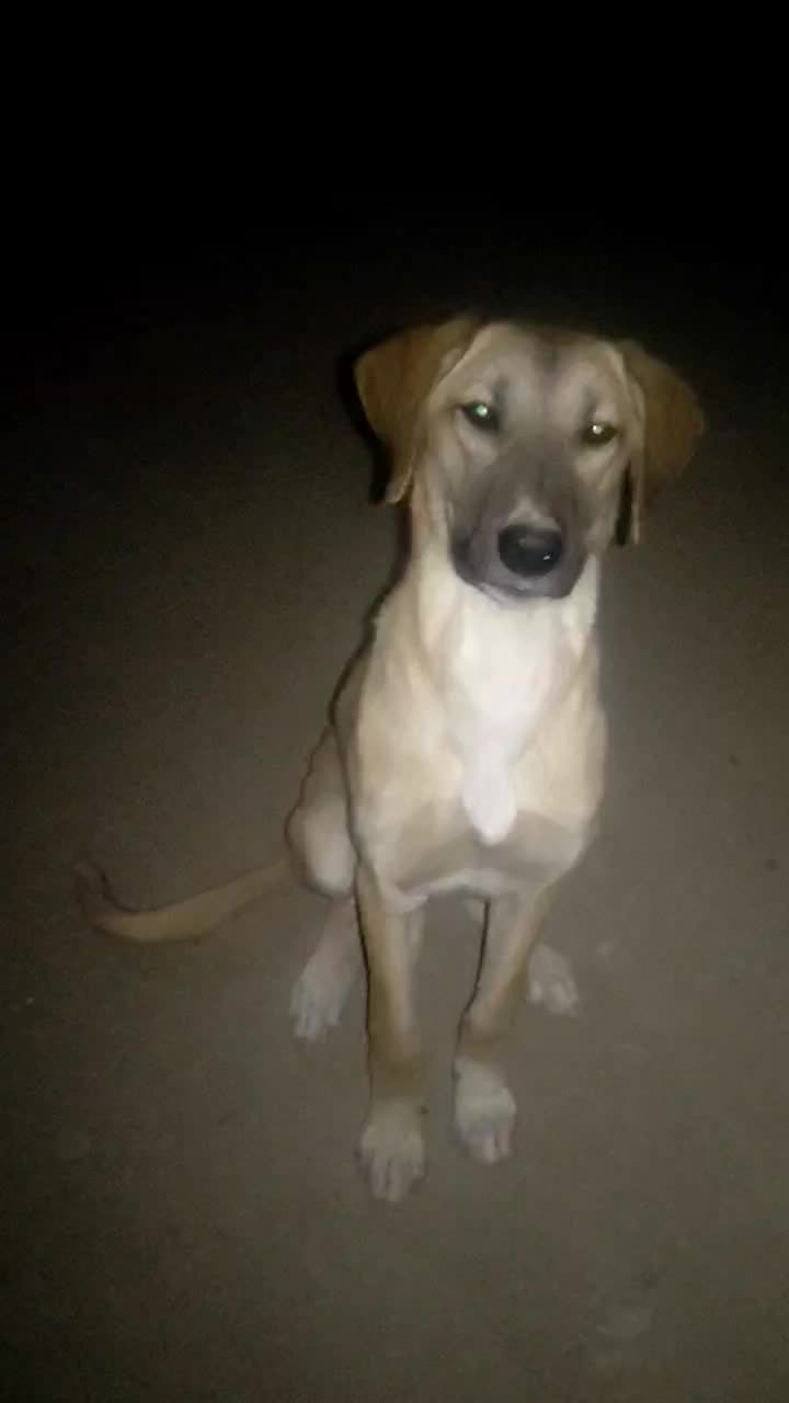 توله سرابی 3ماهه فروشی اصل اصل سرابی|سگ|چهاردولی, |دیوار