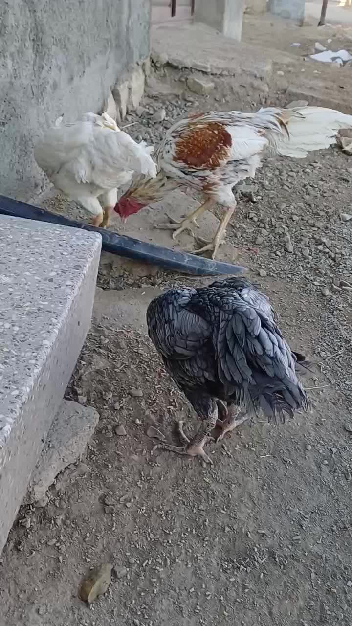 تخم مرغ لاری|حیوانات مزرعه|دهگلان, |دیوار