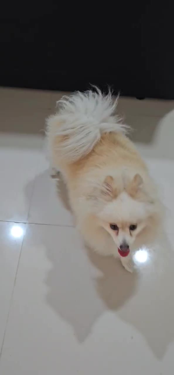 سگ پامر|سگ|بندر کنگان, |دیوار