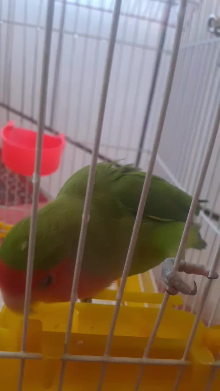 پرنده|پرنده|شهرضا, |دیوار