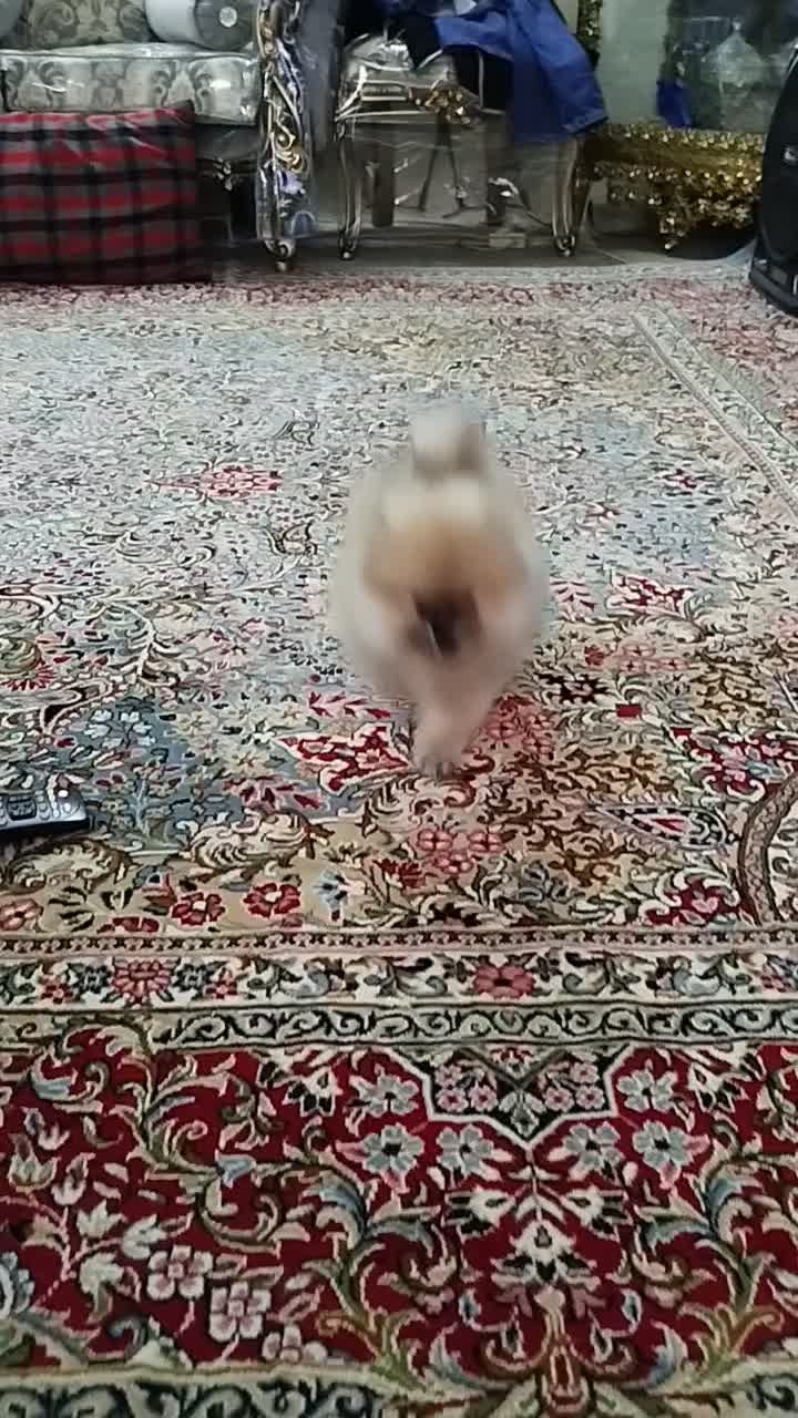 توله سگ پامر خرسی 3ماهه|سگ|تهران, بیسیم|دیوار