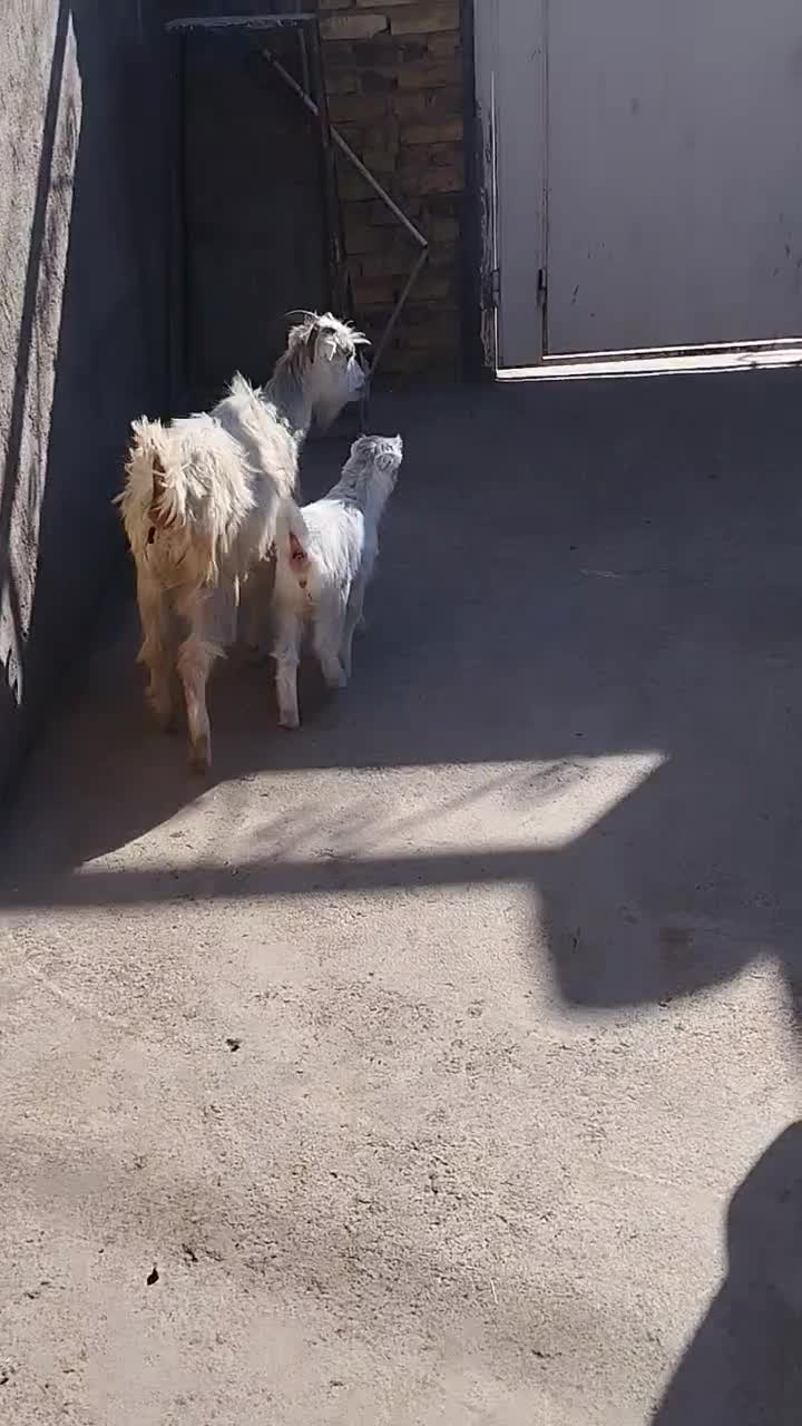 بز با بزغاله خرج خوره|حیوانات مزرعه|قزوین, |دیوار