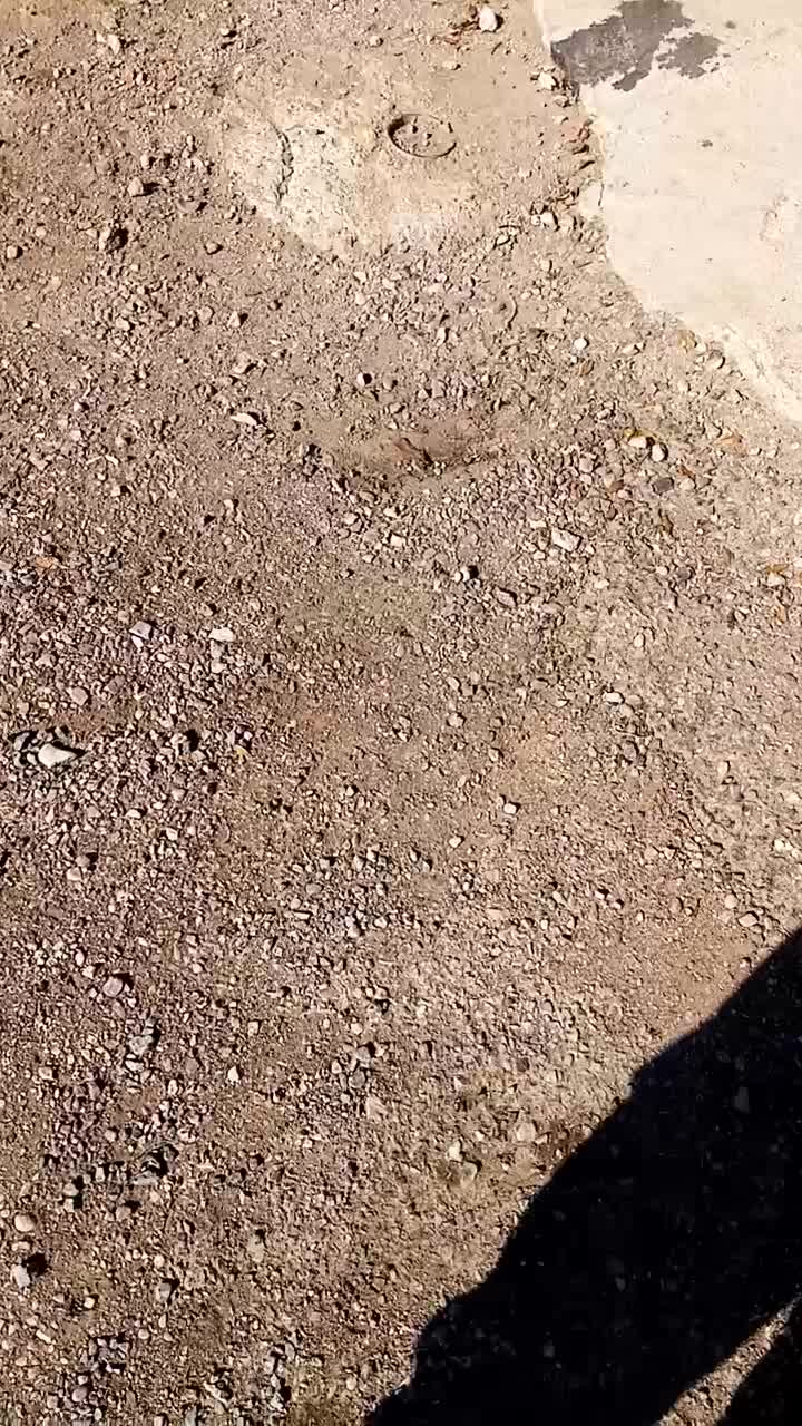 تراکتوررومانی|خودرو سنگین|ویسیان, |دیوار