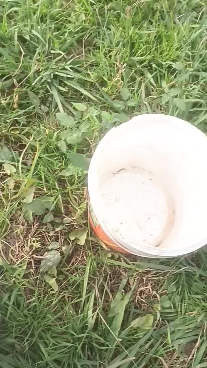 فروش بچه ماهی|عمدهفروشی|شفت, |دیوار