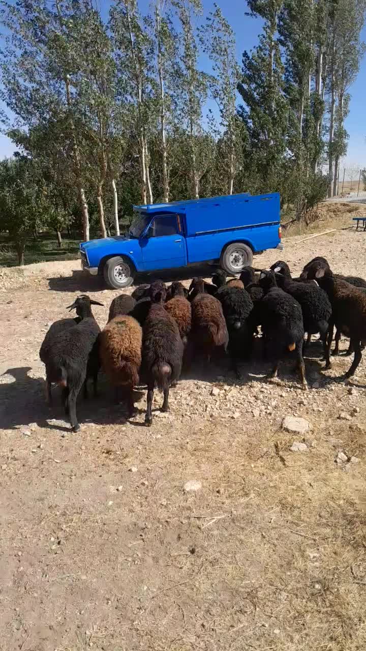 فروش گوسفند ۲۰ارس قره قزل|حیوانات مزرعه|ماهنشان, |دیوار