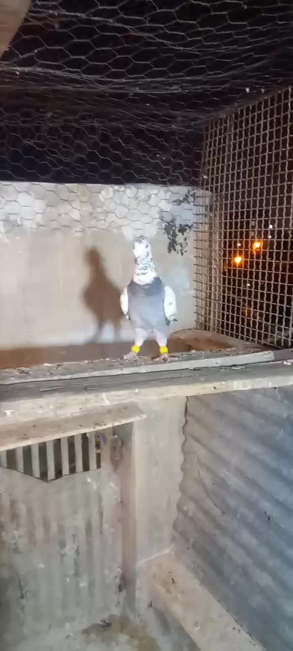 بزک سبز پلاکی|پرنده|شیراز, تندگویان|دیوار