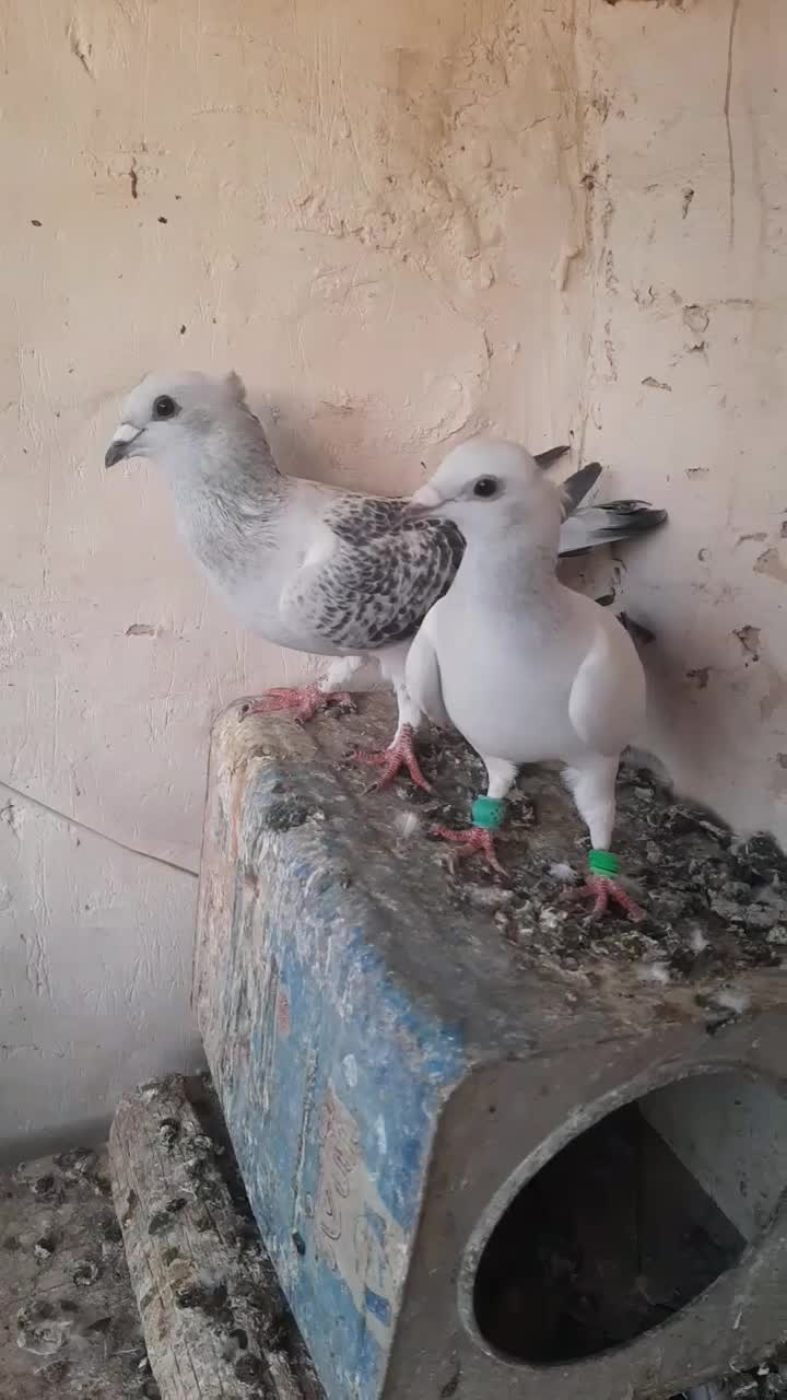 کبوتر|پرنده|تربت‌حیدریه, ۴۵ متری|دیوار