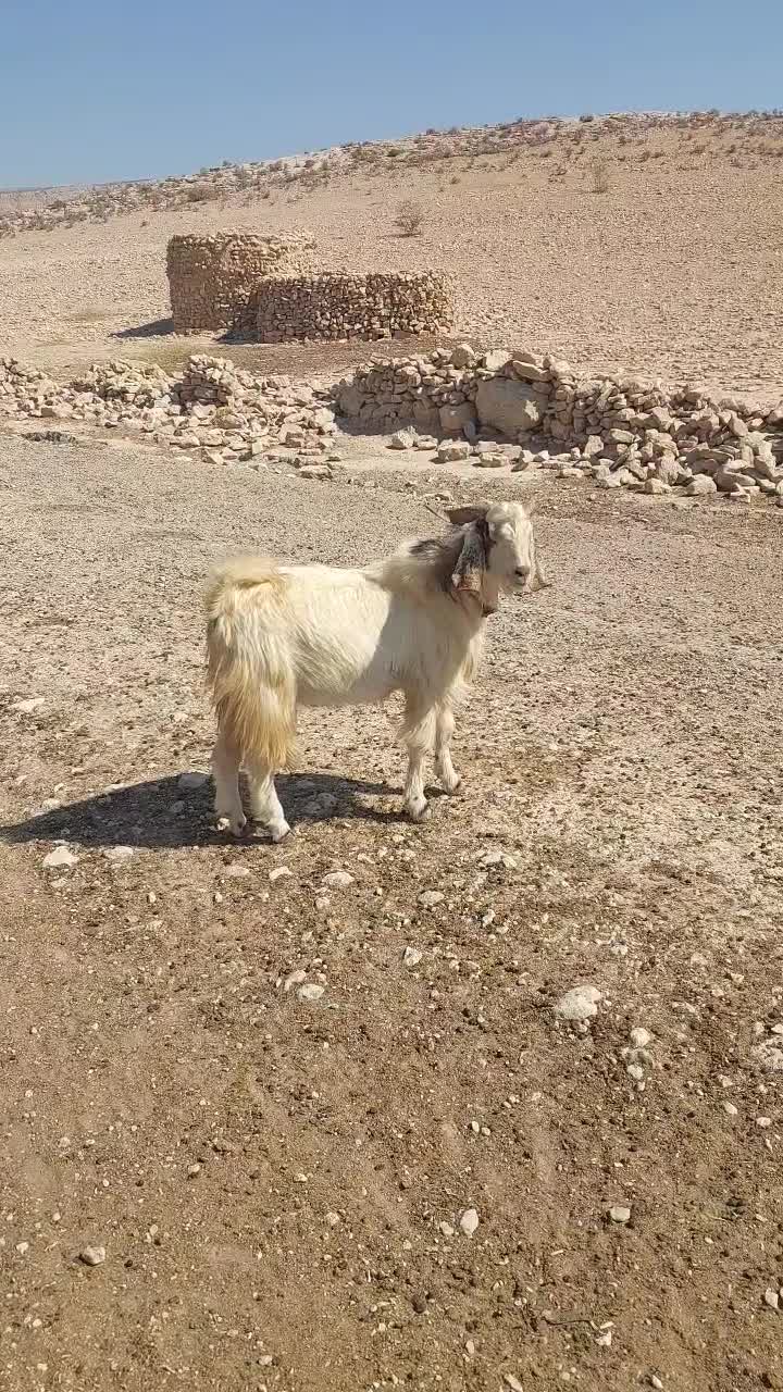 کهره نر چاق کشت و داشت)تخمی|حیوانات مزرعه|ارم, |دیوار