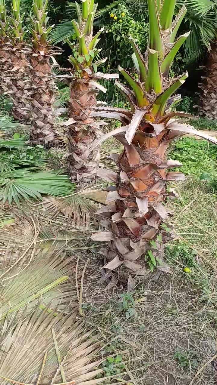 فروش تعداد 500 اصله درخت پالم واشنگتن|خدمات باغبانی و درختکاری|سرخرود, |دیوار