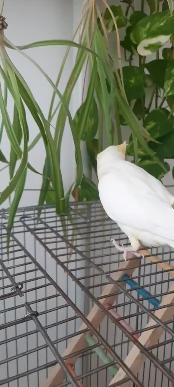 عروس هلندی لوتینو|پرنده|قیدار, |دیوار