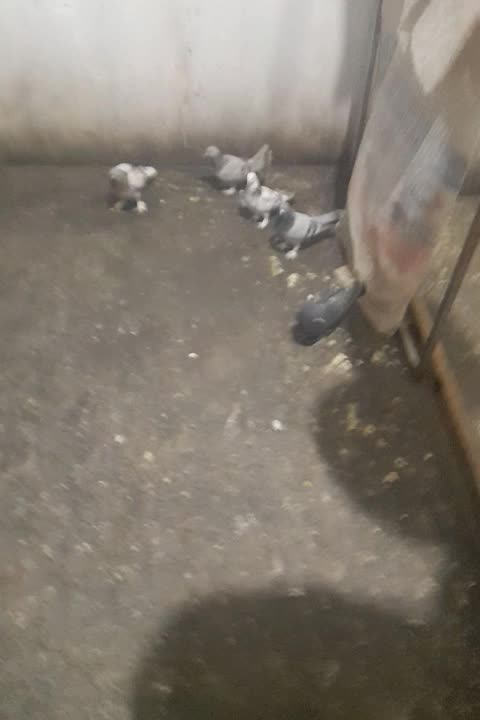 کبوتر تر کیه ای|پرنده|بروجن, |دیوار