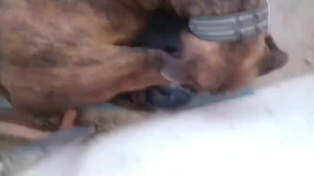 یک جفت سگ نژاد باکستر * مولد*|سگ|مشهد, چهارچشمه|دیوار