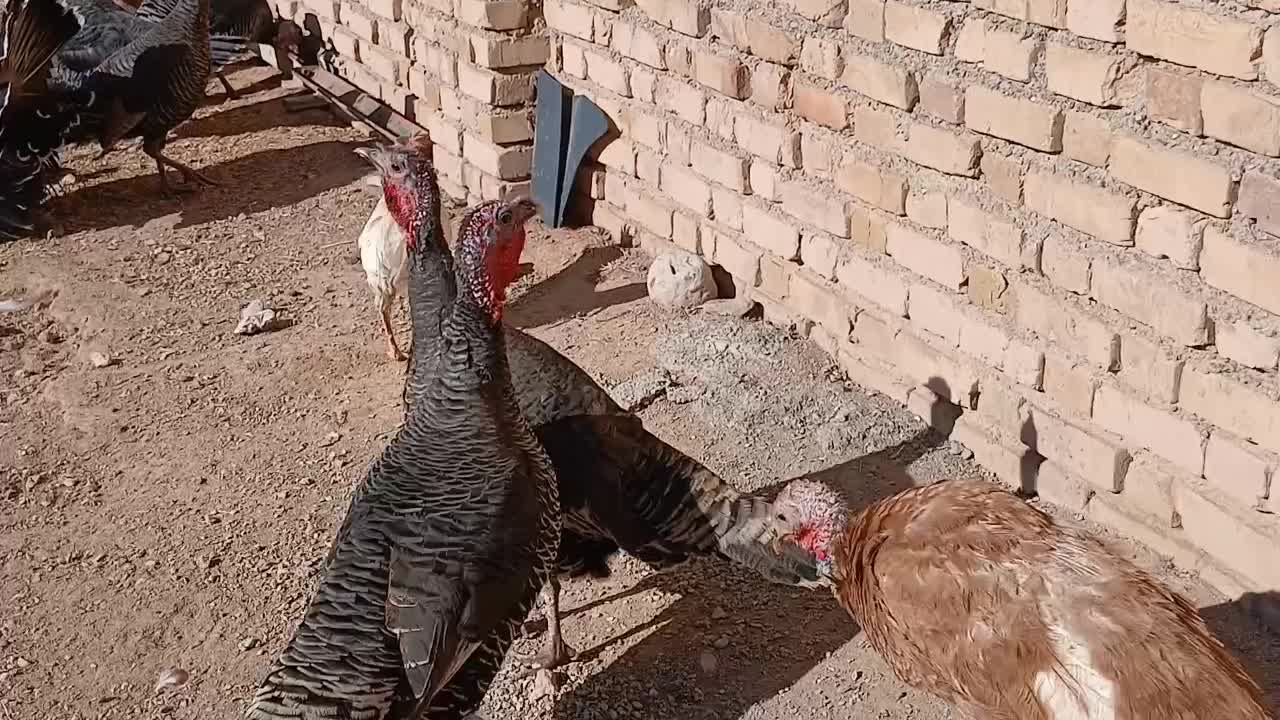 تعداد بوقلمون برنز اصیل وپنج عددبوربون چاق|حیوانات مزرعه|قیدار, |دیوار