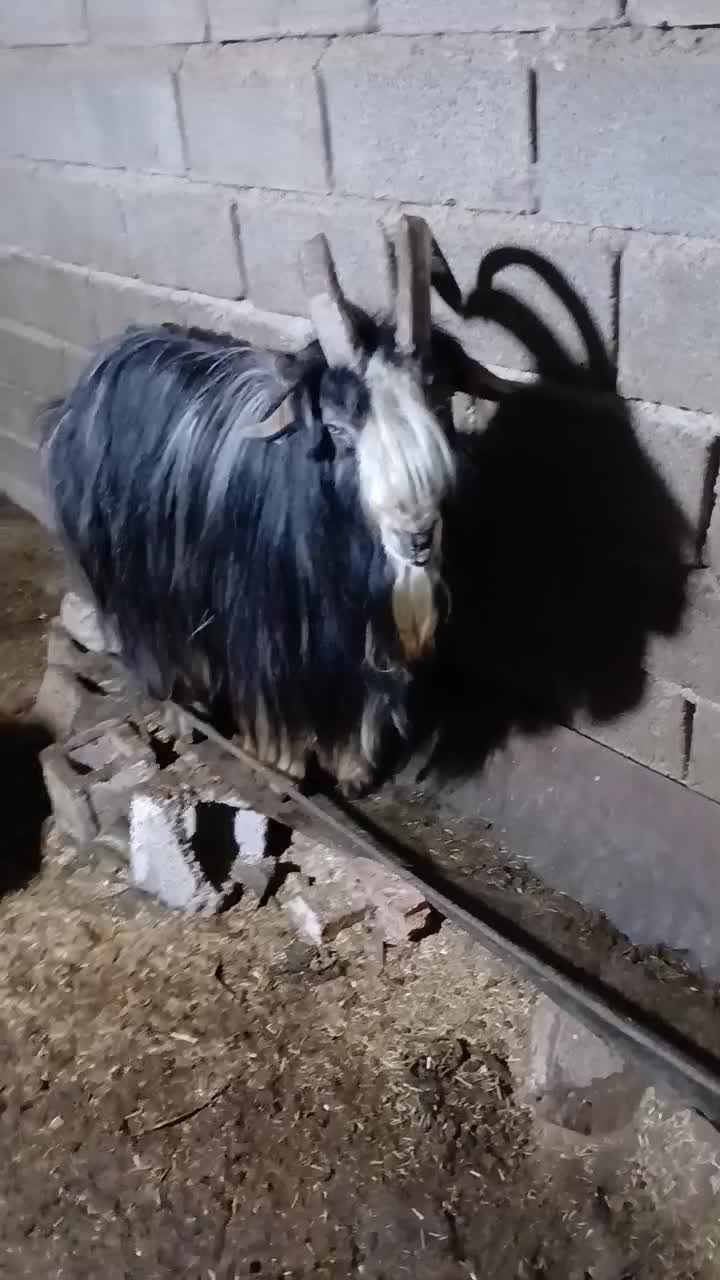 بز پازن|حیوانات مزرعه|امیدیه, |دیوار