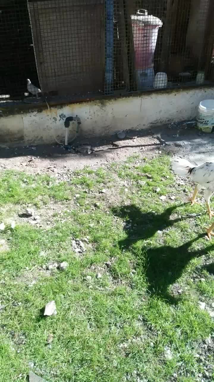 جوجه خروس لاری اصل ۵ ماهه دانه ای سه و نیم|حیوانات مزرعه|نوشهر, |دیوار