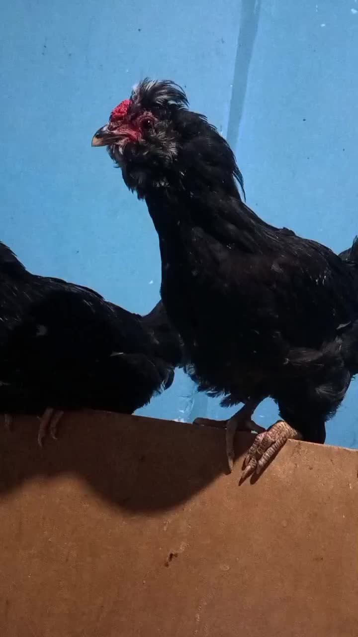 خروس گلین|حیوانات مزرعه|شیراز, گویم|دیوار