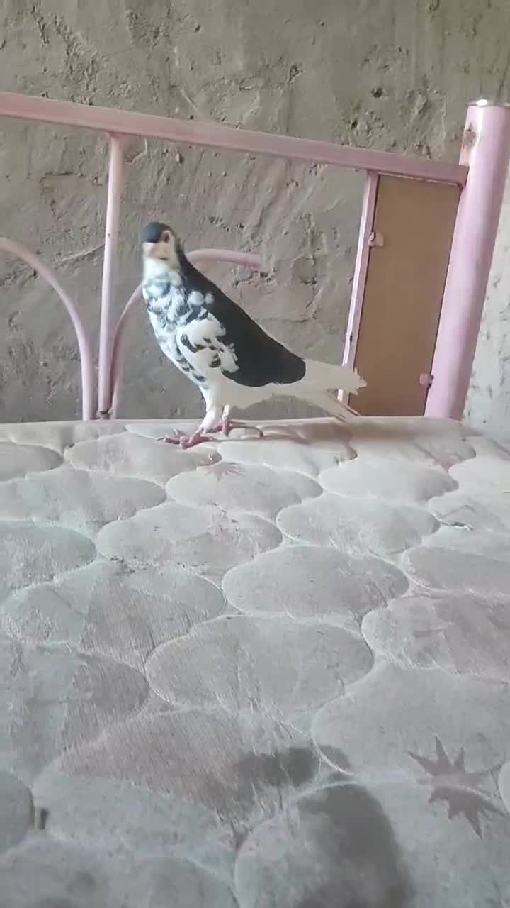 یال سیاه|پرنده|مرودشت, بیست متری بیمارستان|دیوار