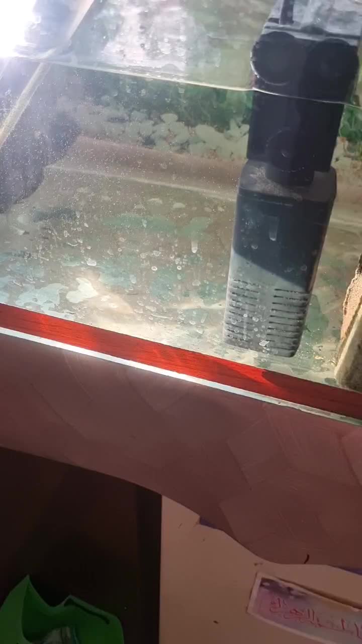 چهار ماهی یکی بزرک وسه تا متوسط|ماهی|قزوین, |دیوار