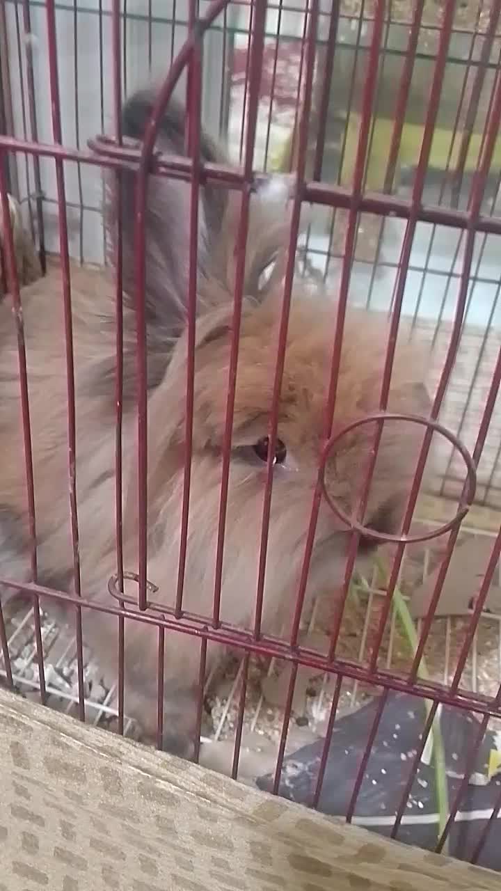 خرگوش|موش و خرگوش|تبریز, |دیوار