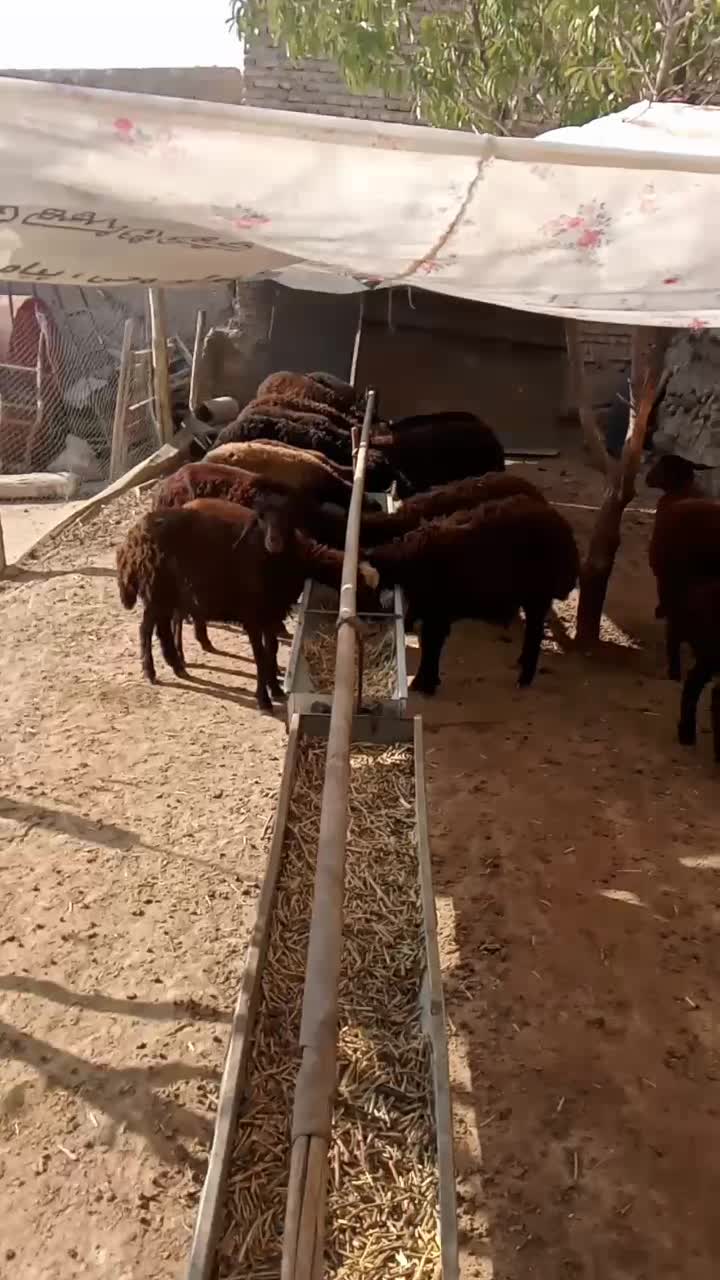 بره  قزل افشار دامازدخ،گوسفند|حیوانات مزرعه|مهربان, |دیوار