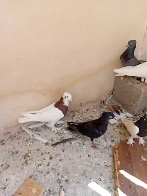 کبوتر طوقی|پرنده|جم, |دیوار