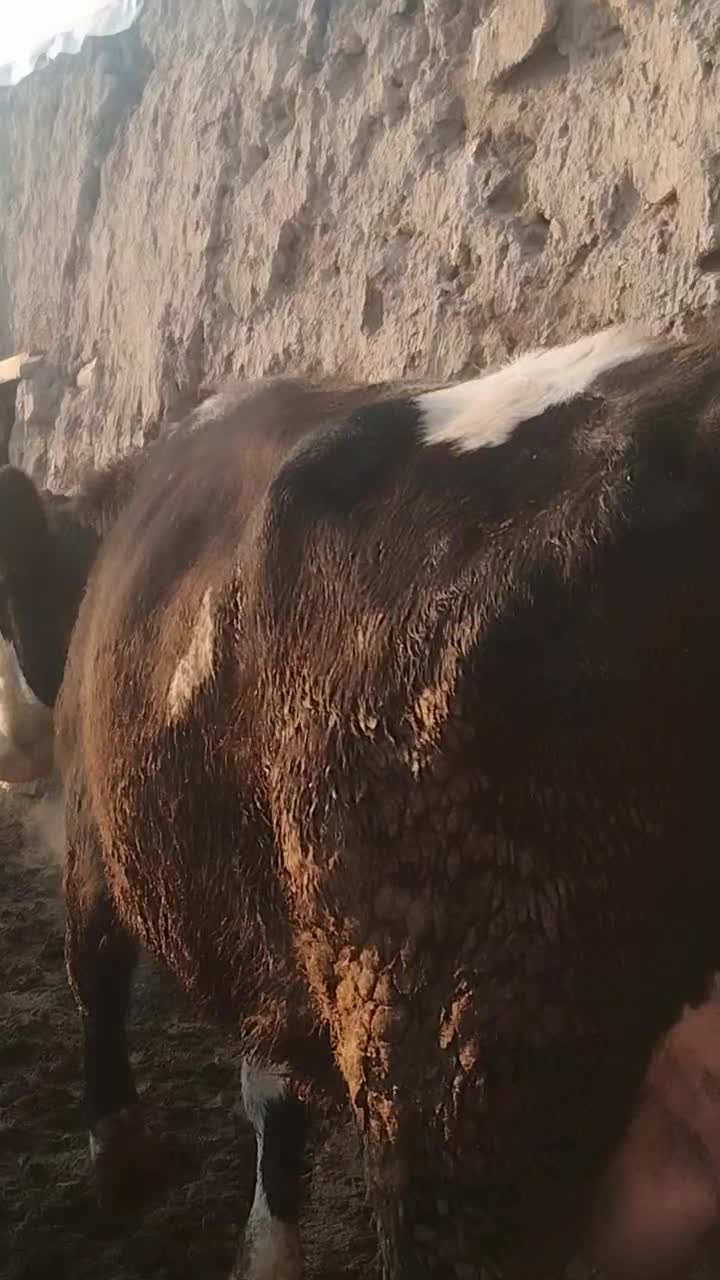 گاوشیری دودندان سرسفید با گوساله شرابی،بهترین نژاد|حیوانات مزرعه|ارومیه, |دیوار