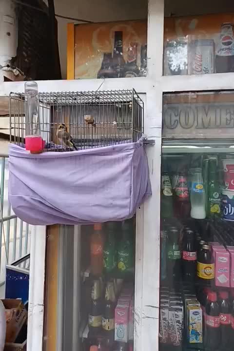 سهره|پرنده|تهران, انبار نفت|دیوار