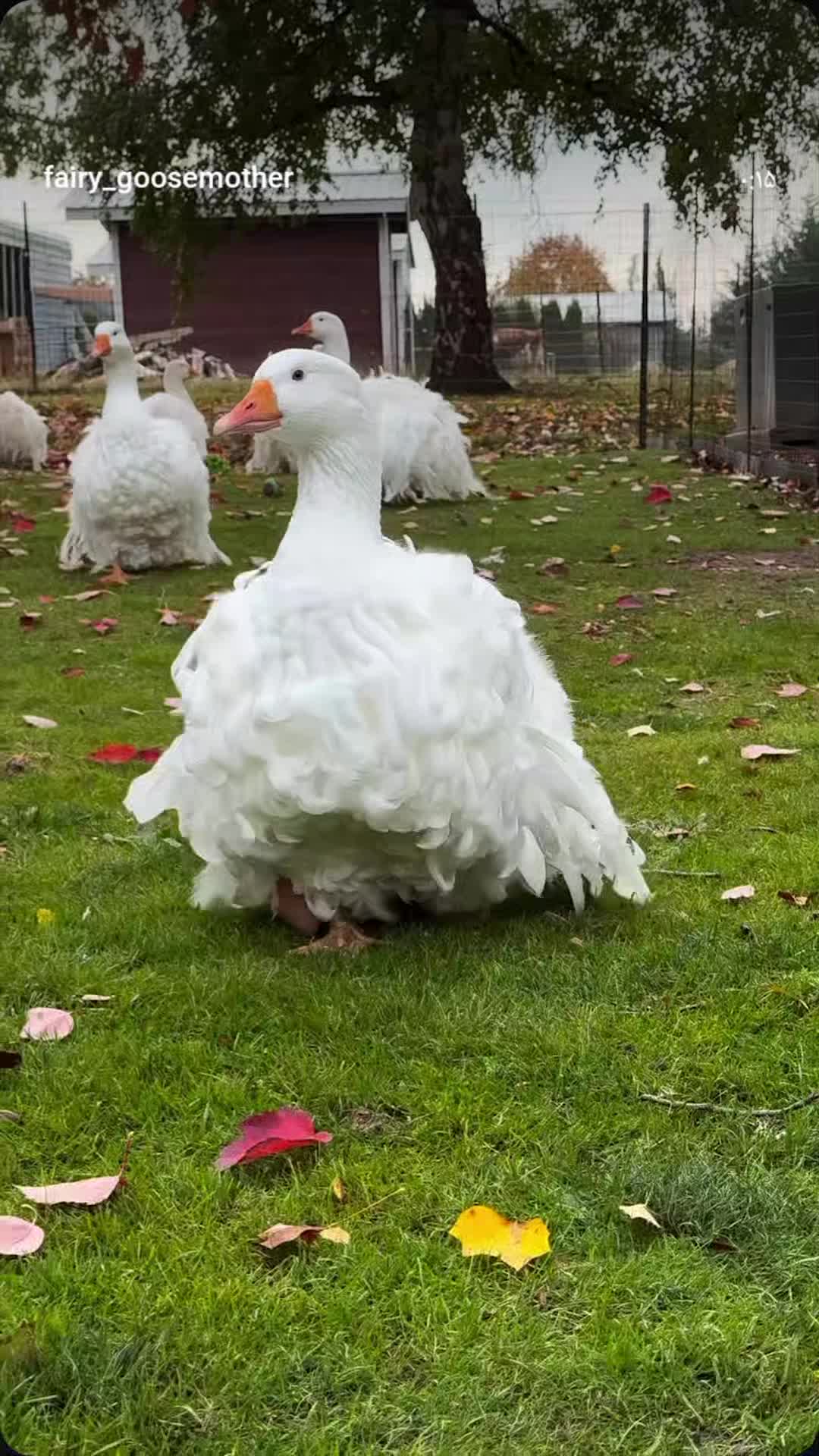 غاز سباستوپل فرانسوی وغاز عروس آلمانی|حیوانات مزرعه|رشت, پل تالشان|دیوار