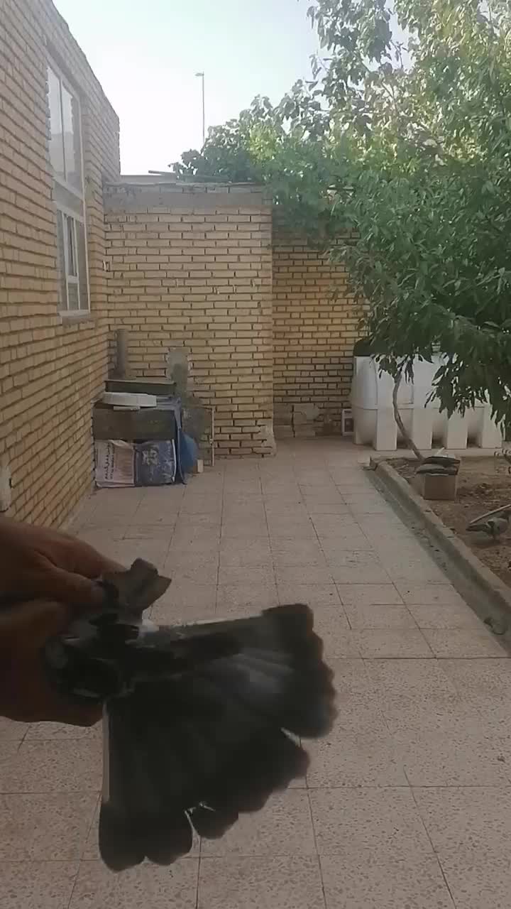 کبوتر پر نروماده 13دم|پرنده|سامان, |دیوار