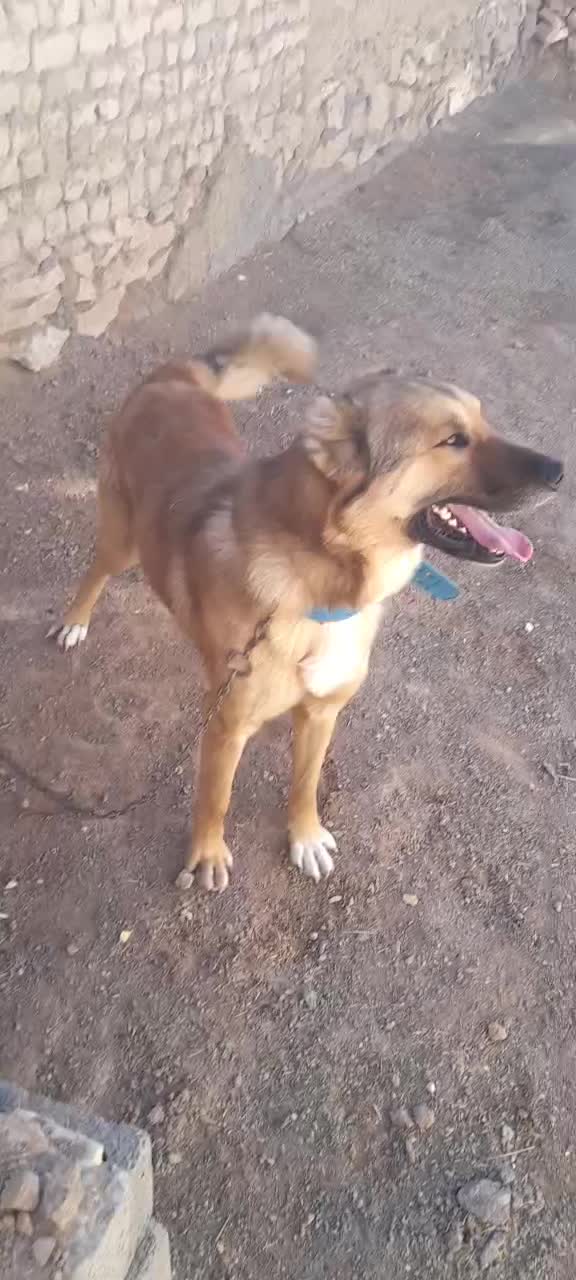 سگ‌سرابی|سگ|بزینه رود, |دیوار