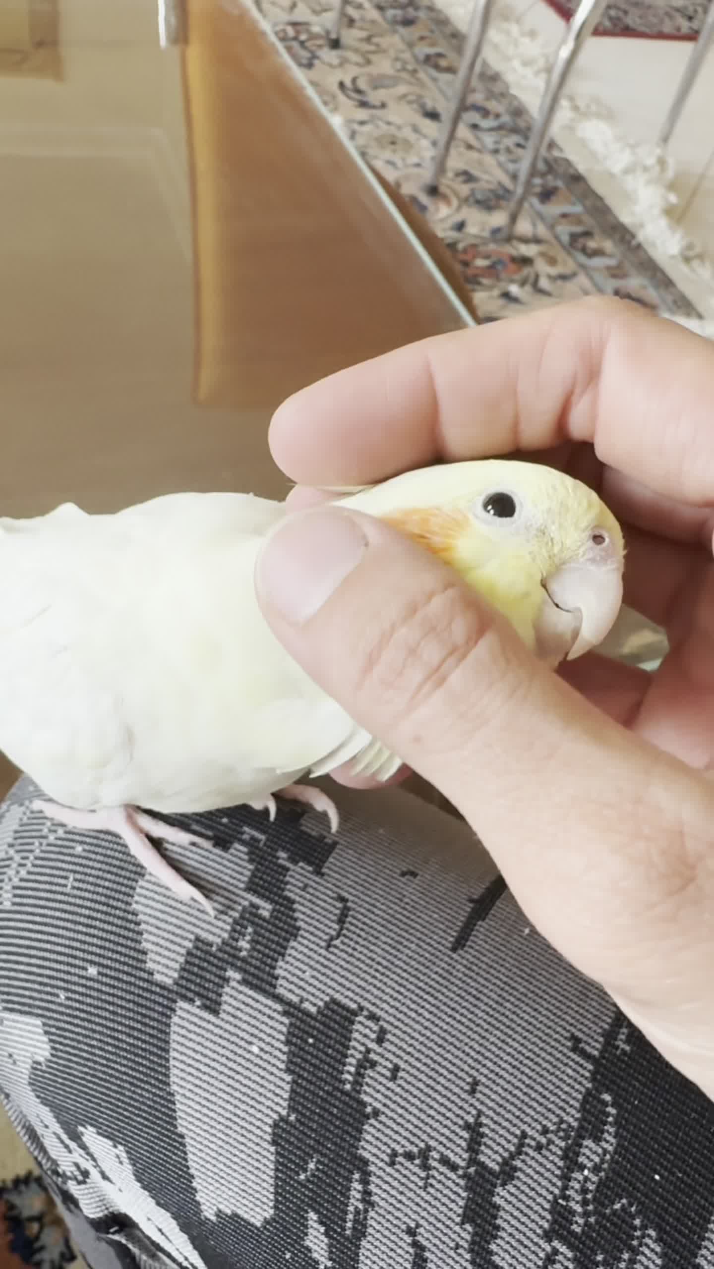 عروس هلندی گمشده هاشمیه ۶۷|حیوانات|مشهد, نیروی هوایی|دیوار