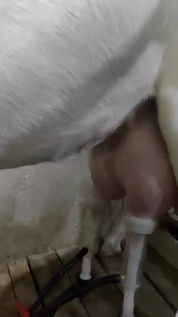 شیر بز|خوردنی و آشامیدنی|همدان, |دیوار