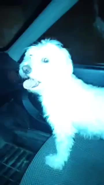 سگ گمشده|حیوانات|فلاورجان, |دیوار