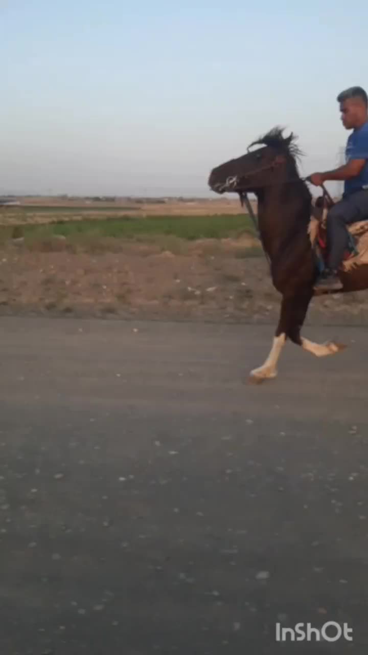 اسب|اسب و تجهیزات اسب‌سواری|مشهد, بهار|دیوار