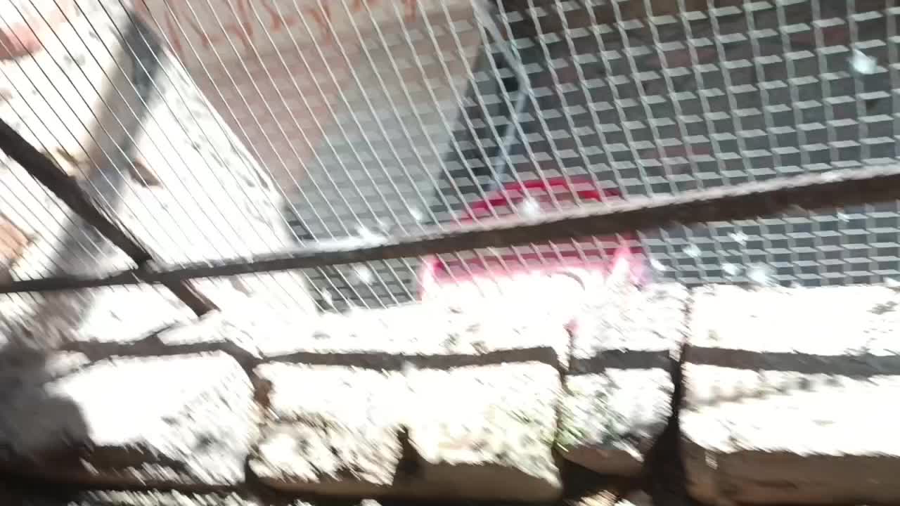 مرغ عشق|پرنده|خاش, |دیوار