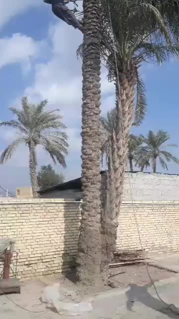 قطع نخل بریدن  استادنخل موریانه هرس نخل درخت|خدمات باغبانی و درختکاری|اهواز, شهرک نفت|دیوار