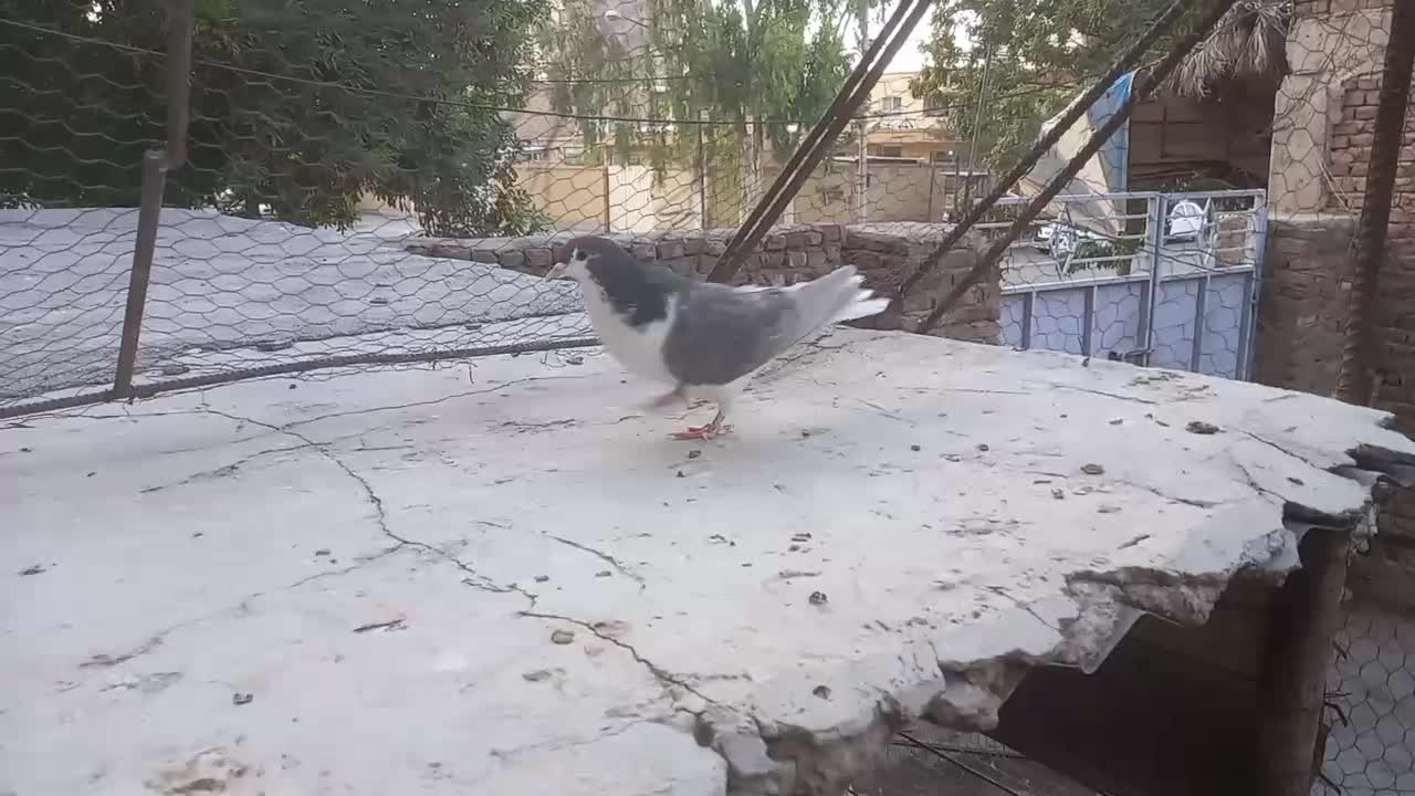 نر چپ|پرنده|کرمان, |دیوار