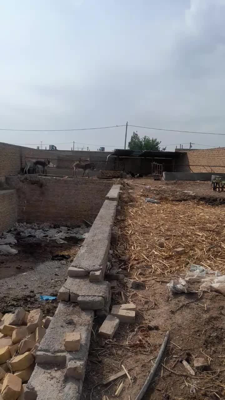 نر خر|حیوانات مزرعه|مشهد, کوی ولیعصر|دیوار