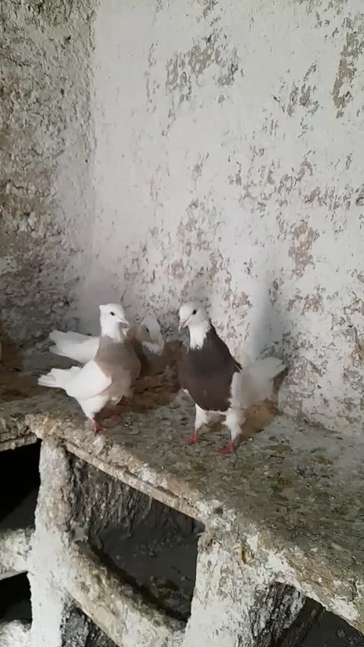 کبوترطوق اجری|پرنده|کنگاور, |دیوار