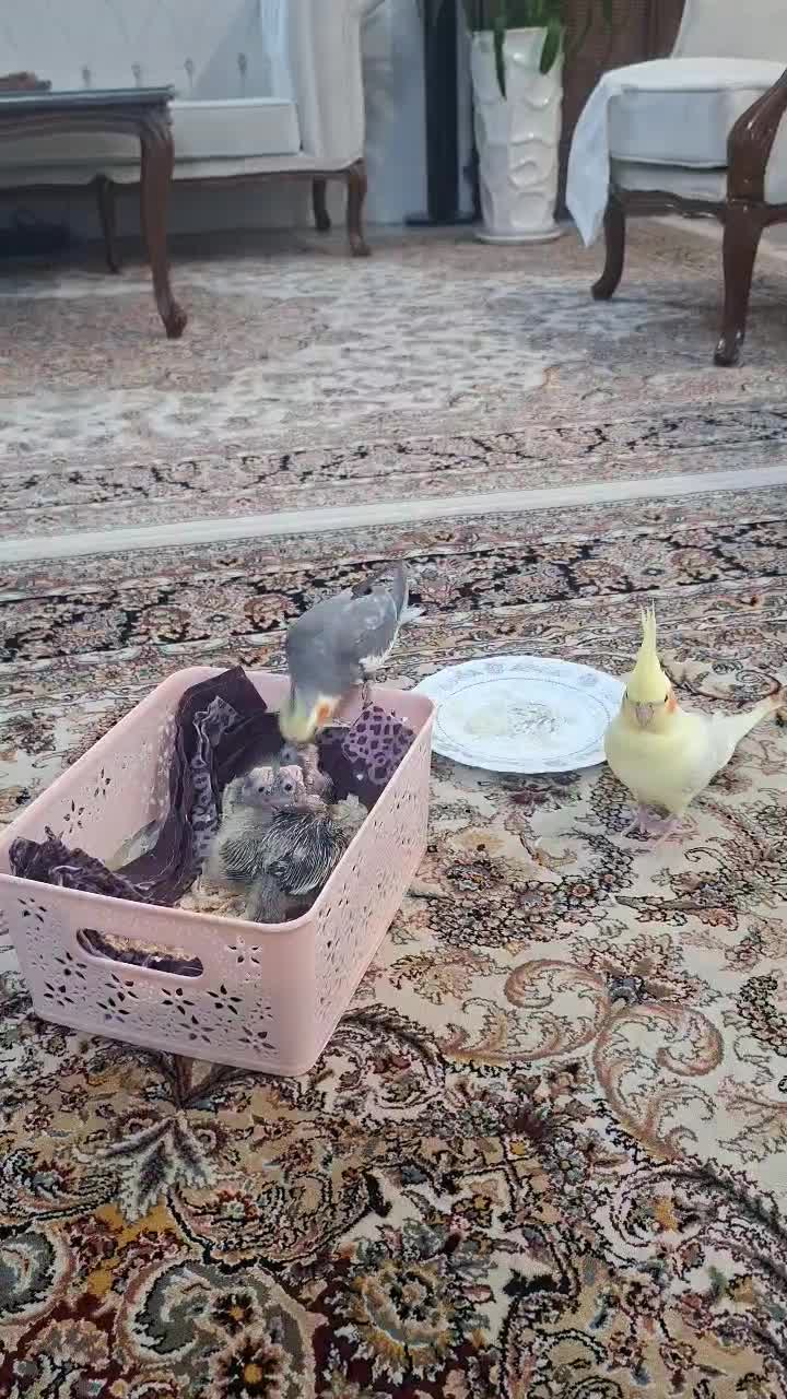 طوطی گرینچیک|پرنده|مشهد, امیریه|دیوار