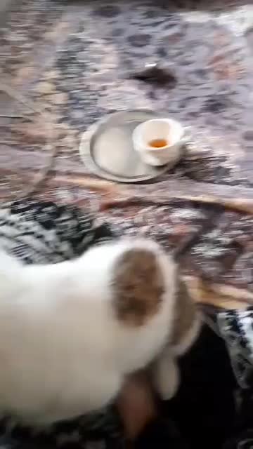 بچه گربه|گربه|اسلام‌شهر, شهرک محمدیه|دیوار