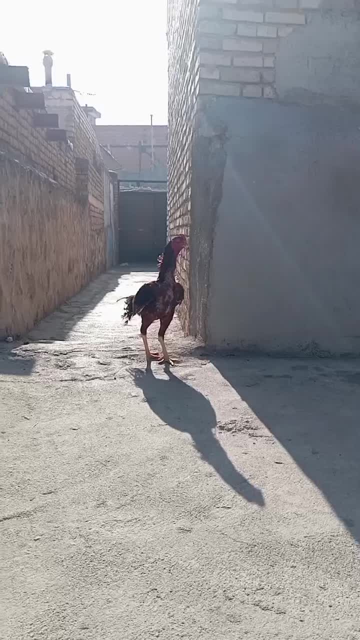 دو عدد خروس لاری سالم|حیوانات مزرعه|قره ضیاالدین, |دیوار