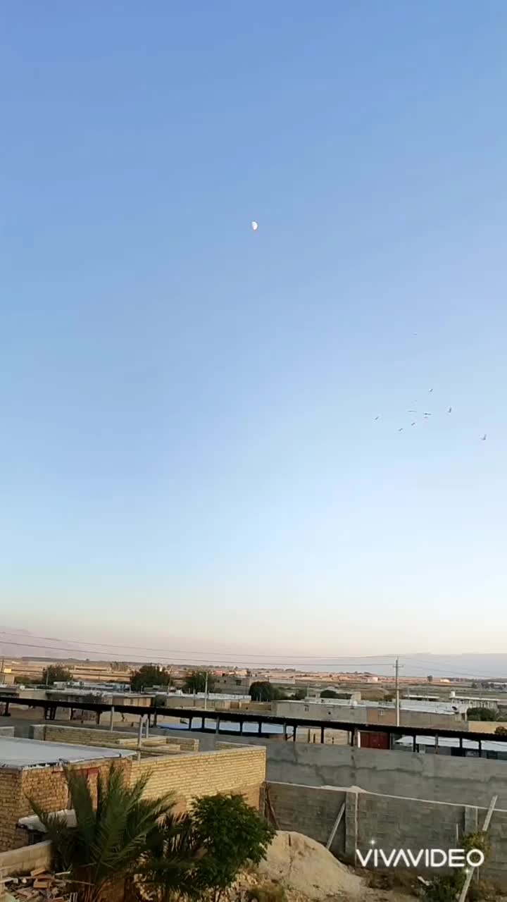 کبوتر درپرنده|پرنده|طسوج, |دیوار